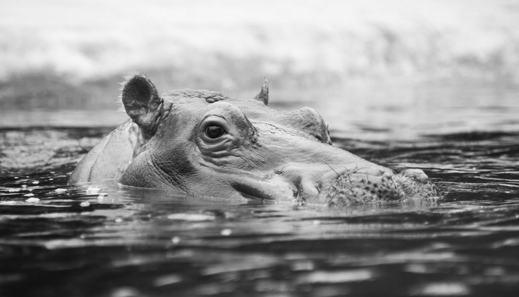 HIPPOS - a hippo with its head half underwater