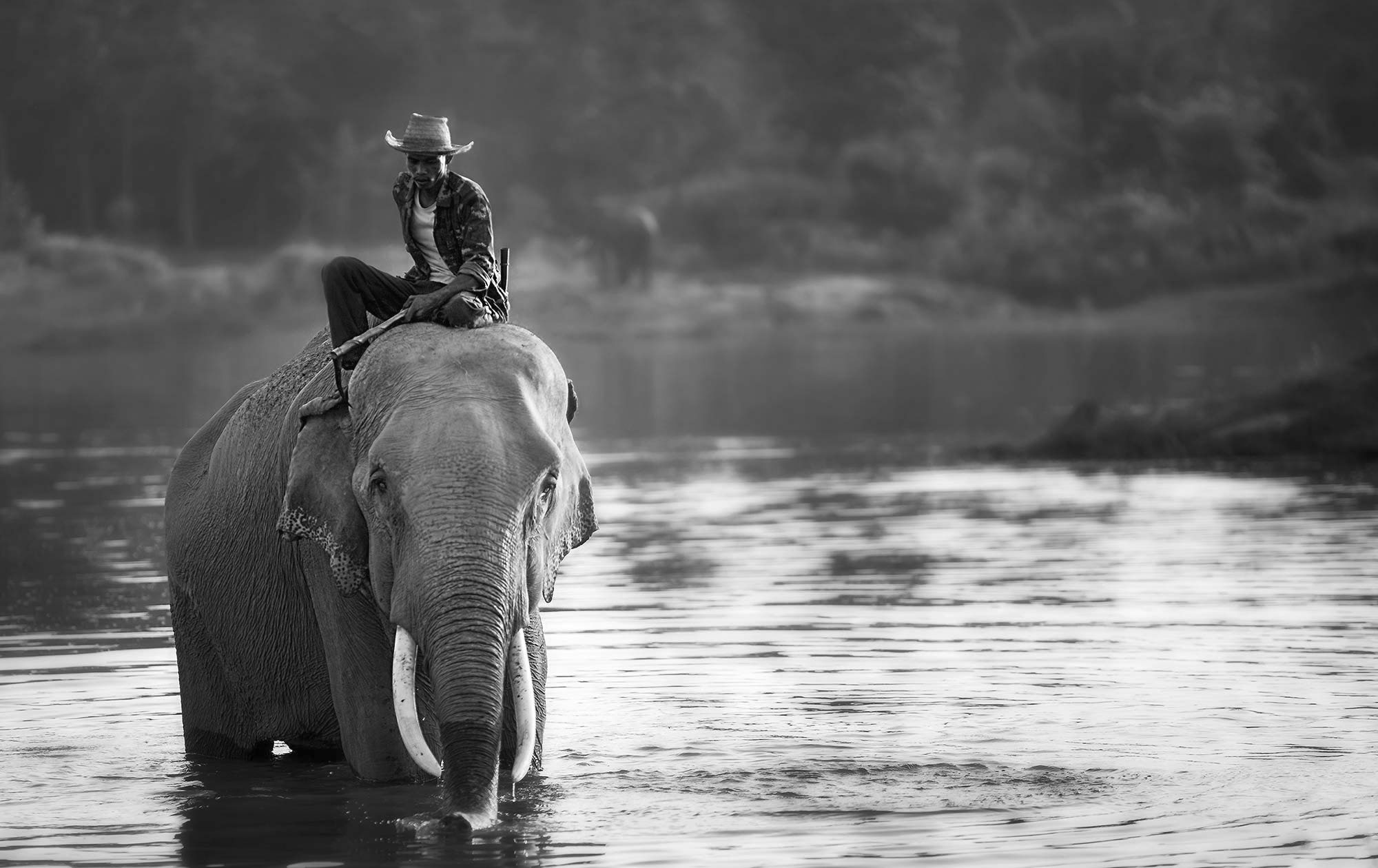 The Elephant And The Rider Emergn